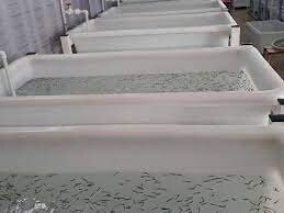 کرمانشاه “مرکز تکثیر بچه ماهی” ندارد