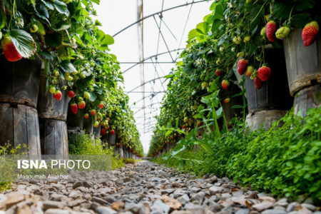 توسعه گلخانه‌ها در کل کشور قفل شده و در کرمانشاه بیشتر!