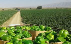 مردم نگرانی بابت مصرف محصولات کشاورزی نداشته باشند