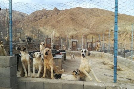 ۴۰۰ قلاده “سگ” نگهداری می‌کنیم/ برای تامین غذا و داروی این حیوانات با چالش مواجهیم