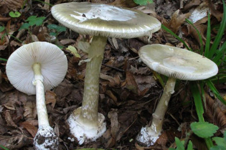 آمار بالای مسمومیت و مرگ با قارچ‌های سَمی / هشدار وزارت بهداشت همزمان با فصل بهار