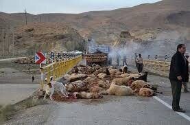 برخورد کامیون با گله گوسفندان در دالاهو/ ۱۲۲ راس دام تلف شد