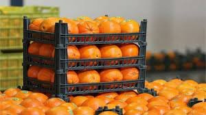 ۶۵۰ تن میوه تنظیم بازاری در کرمانشاه توزیع شد