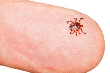 ابتلای بیش از ۱۴ درصد مردم جهان به بیماری «لایم»