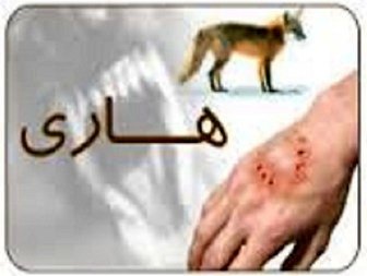 افزایش موارد مثبت حیوانات مبتلا به هاری در نیشابور