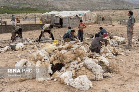 ۹۵ درصد پشم تولیدی کرمانشاه از استان خارج می‌شود