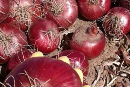 برآورد تولید ۱۸ هزار تن پیاز در هرسین