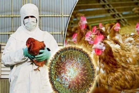 “آنفلوانزای پرندگان” در کمین است/ از دوره‌گردها مرغ نخرید