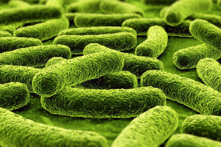 این باکتری مرگبار هنوز هم قربانی می‌گیرد!