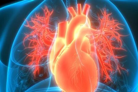 چرا قلب بزرگسالان بازسازی نمی‌شود؟