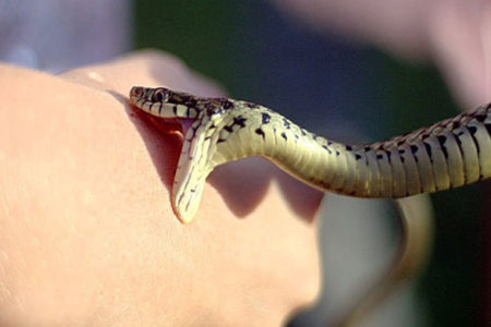 درمان‌های اولیه “مارگزیدگی”/علائم اولیه خطرناک بعد از گزش