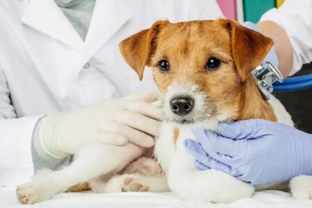 چطور با یک کلینیک حرفه‌ای، سلامت حیوان خانگی‌تان را تضمین کنید